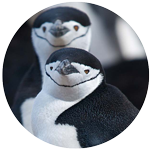 chinstrap penguin profile picture