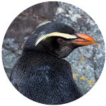 Fiordland penguin profile picture