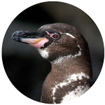 Galapagos penguin profile picture
