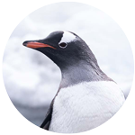gentoo penguin profile picture
