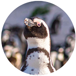 Humboldt penguin profile picture