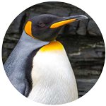 king penguin profile picture