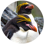 macaroni penguin profile picture