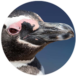 Magellanic penguin profile picture