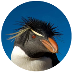 southern rockhopper penguin profile picture