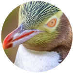 yellow-eyed penguin profile picture