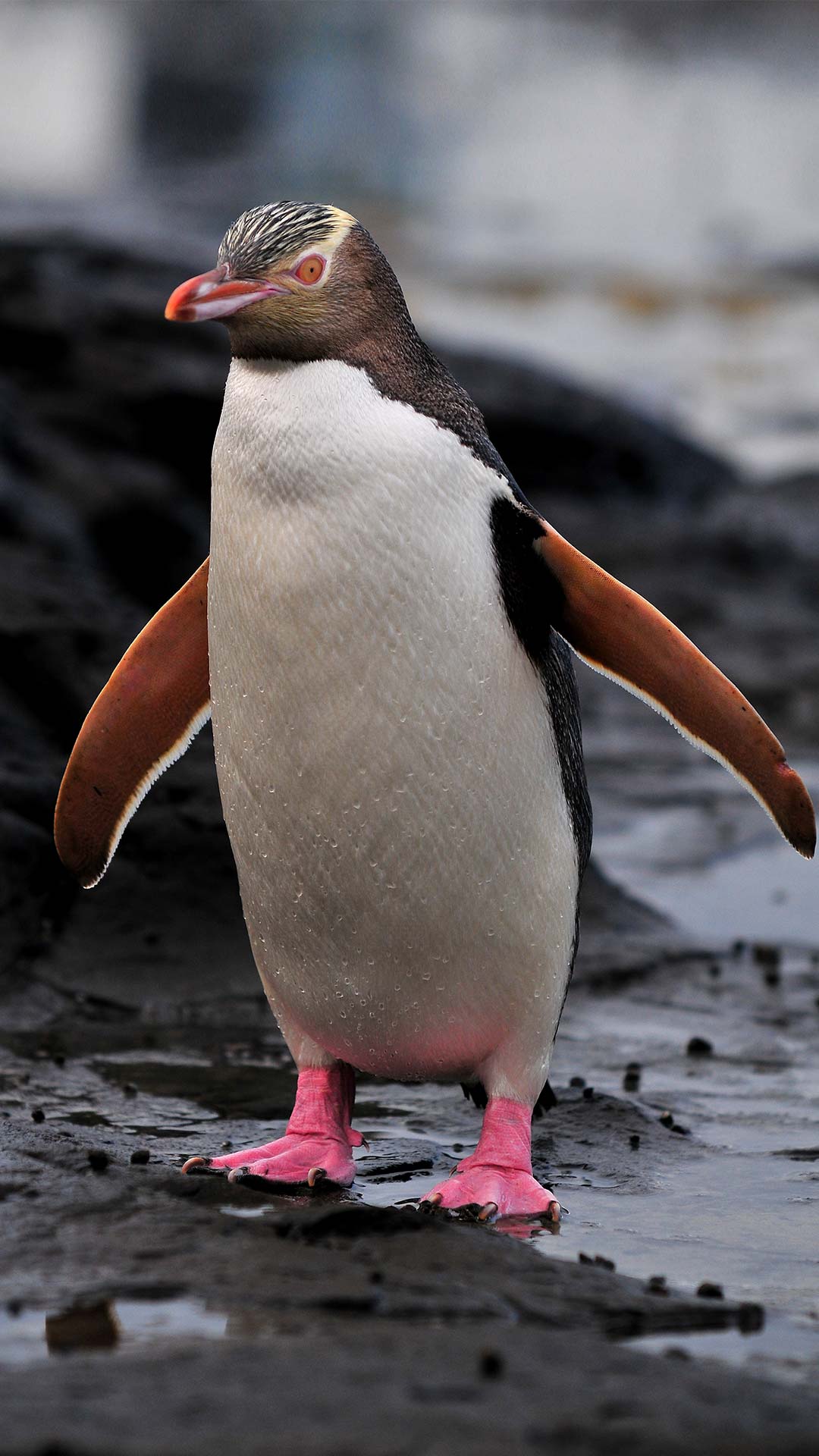 Yellow-eyed Penguin at the beach