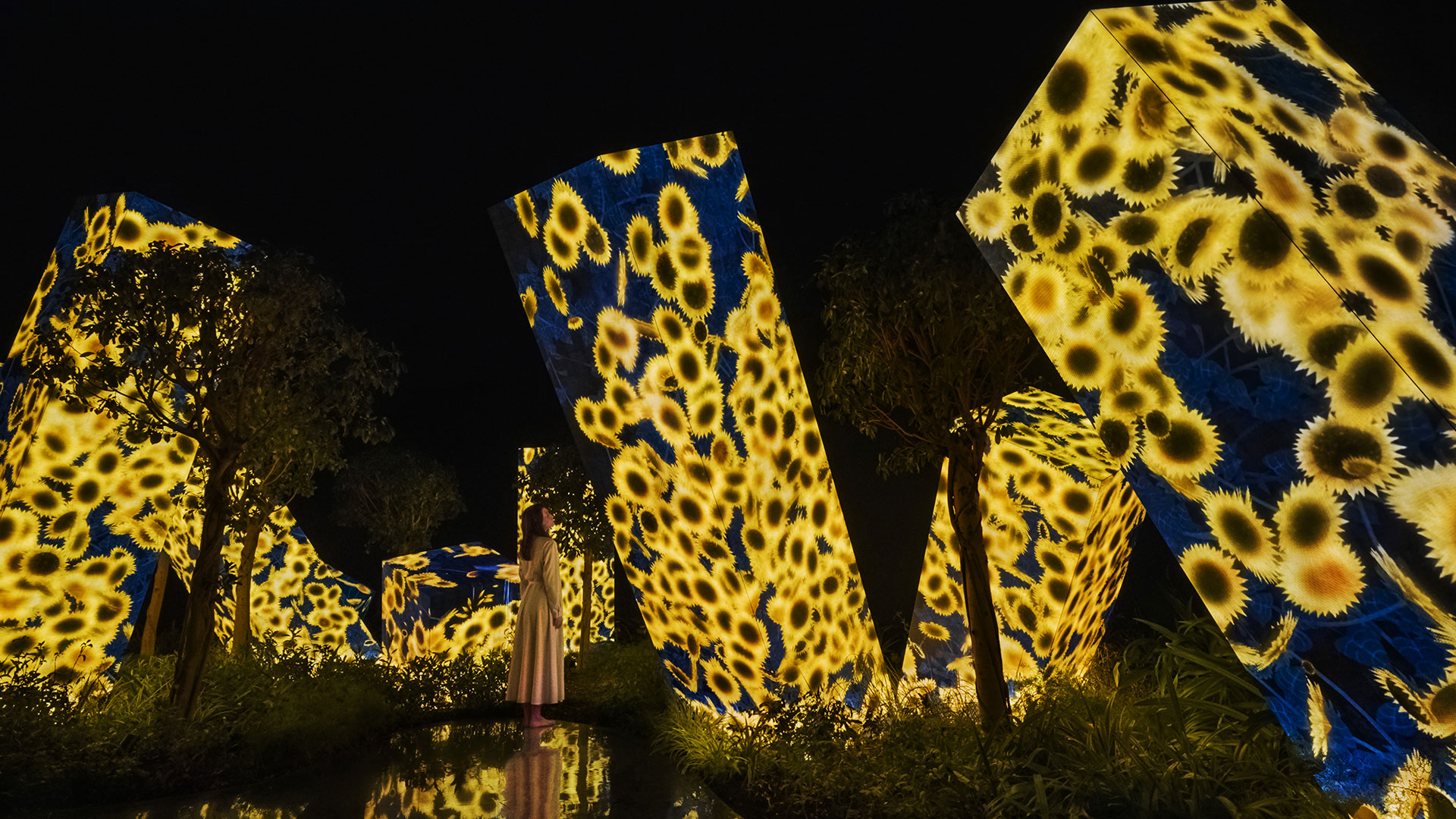 Projection of various sunflowers in the Megaliths in the Roots Garden